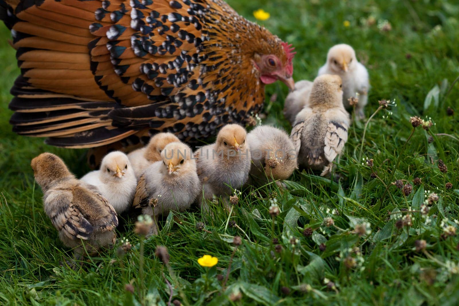 chick