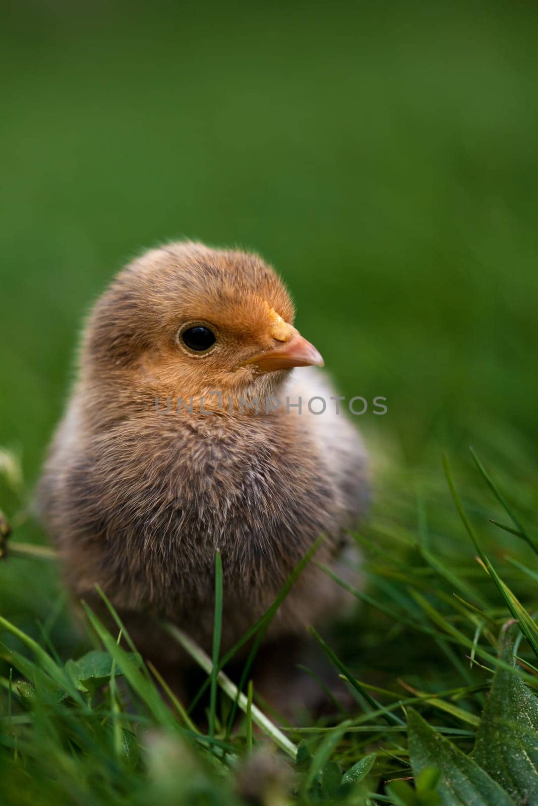 Chick....................