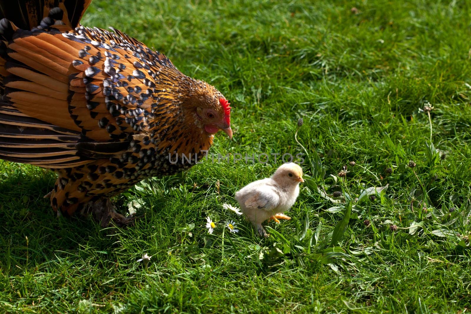 Hen with chicks ....