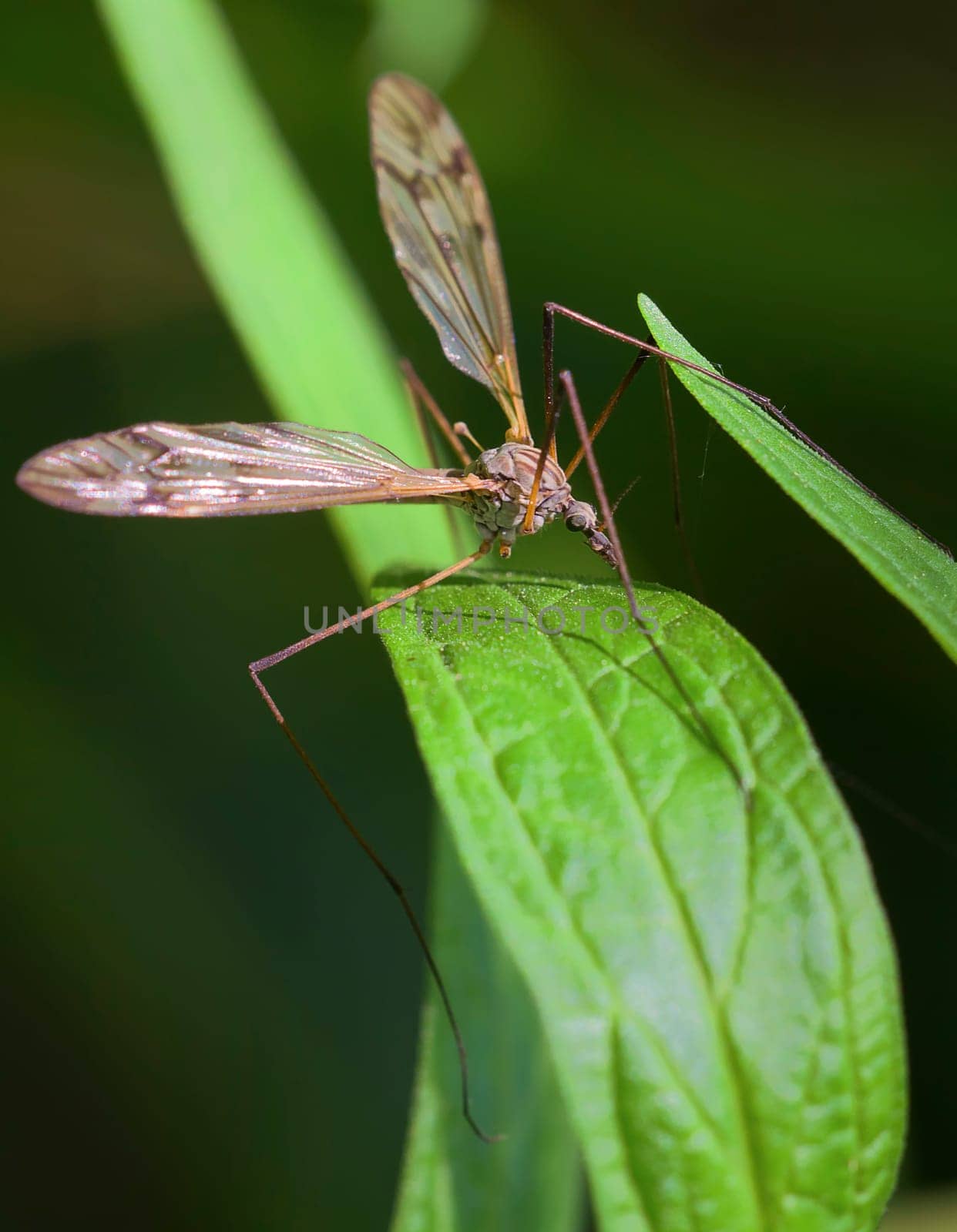 Long-legged