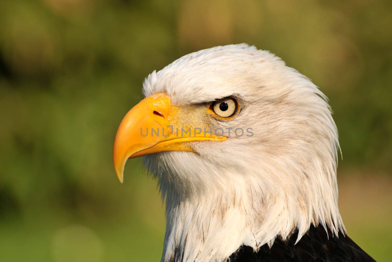 The bald eagle