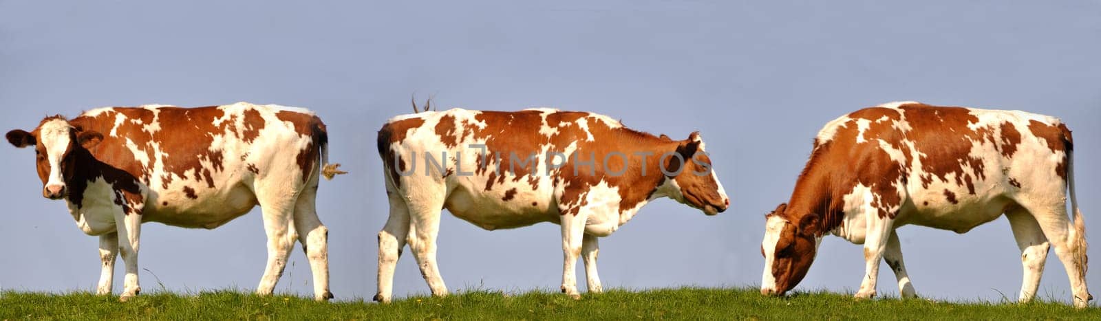 three cows