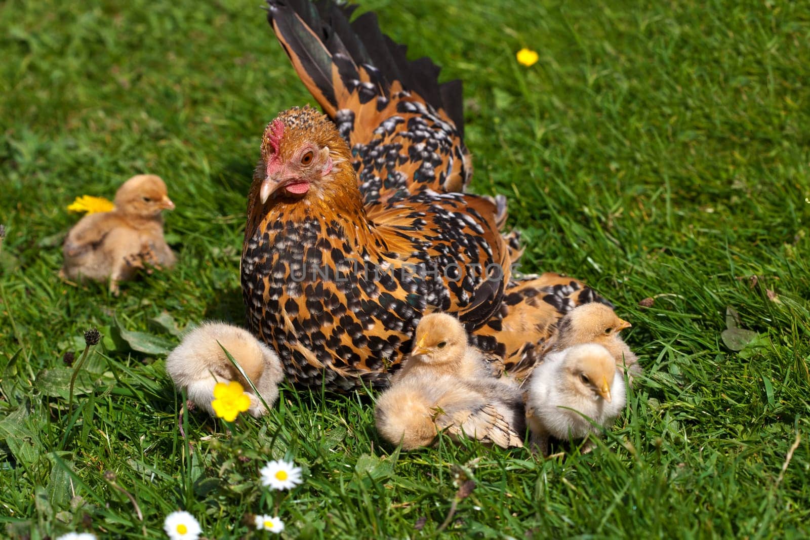 Hen with chicks