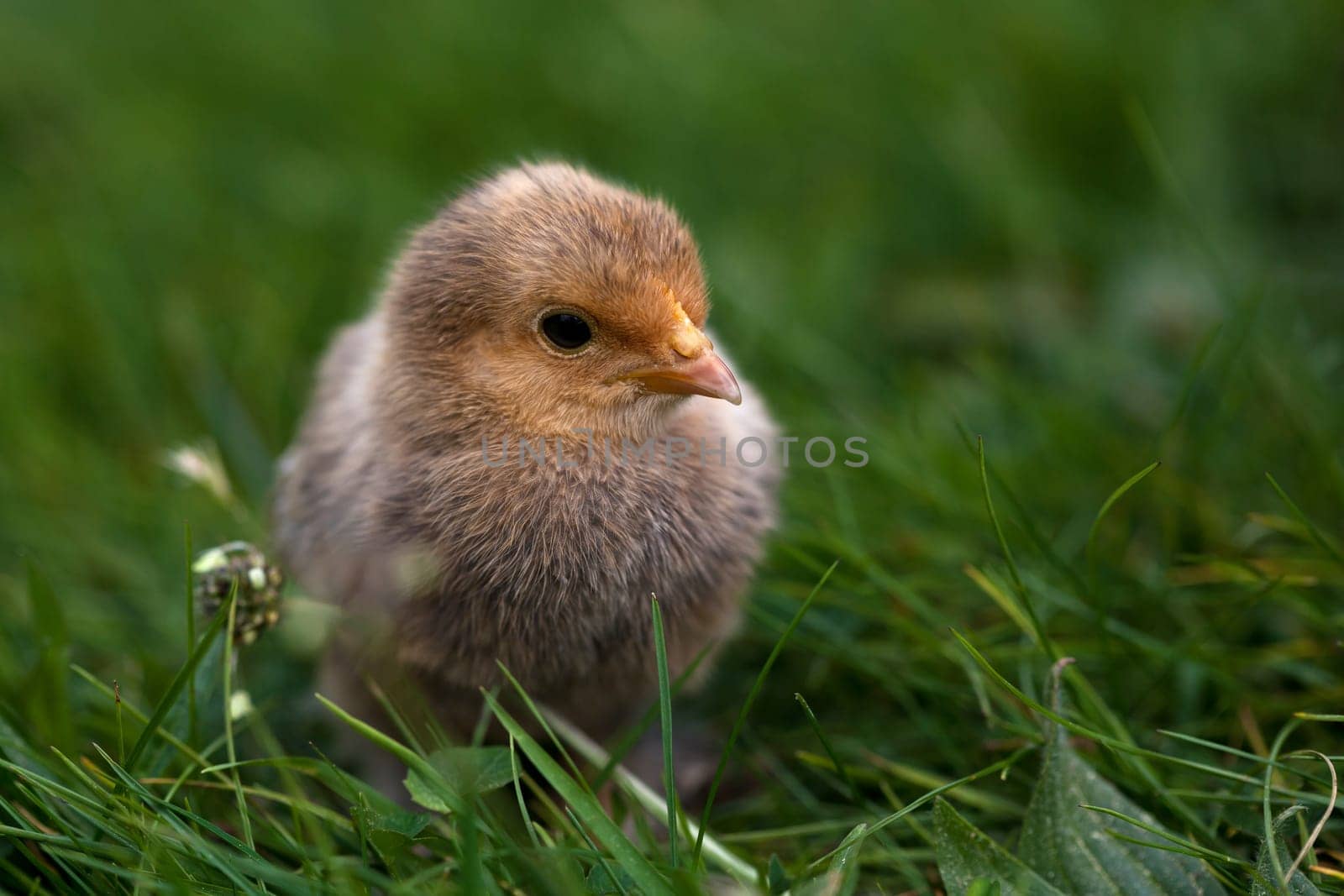 Chick....