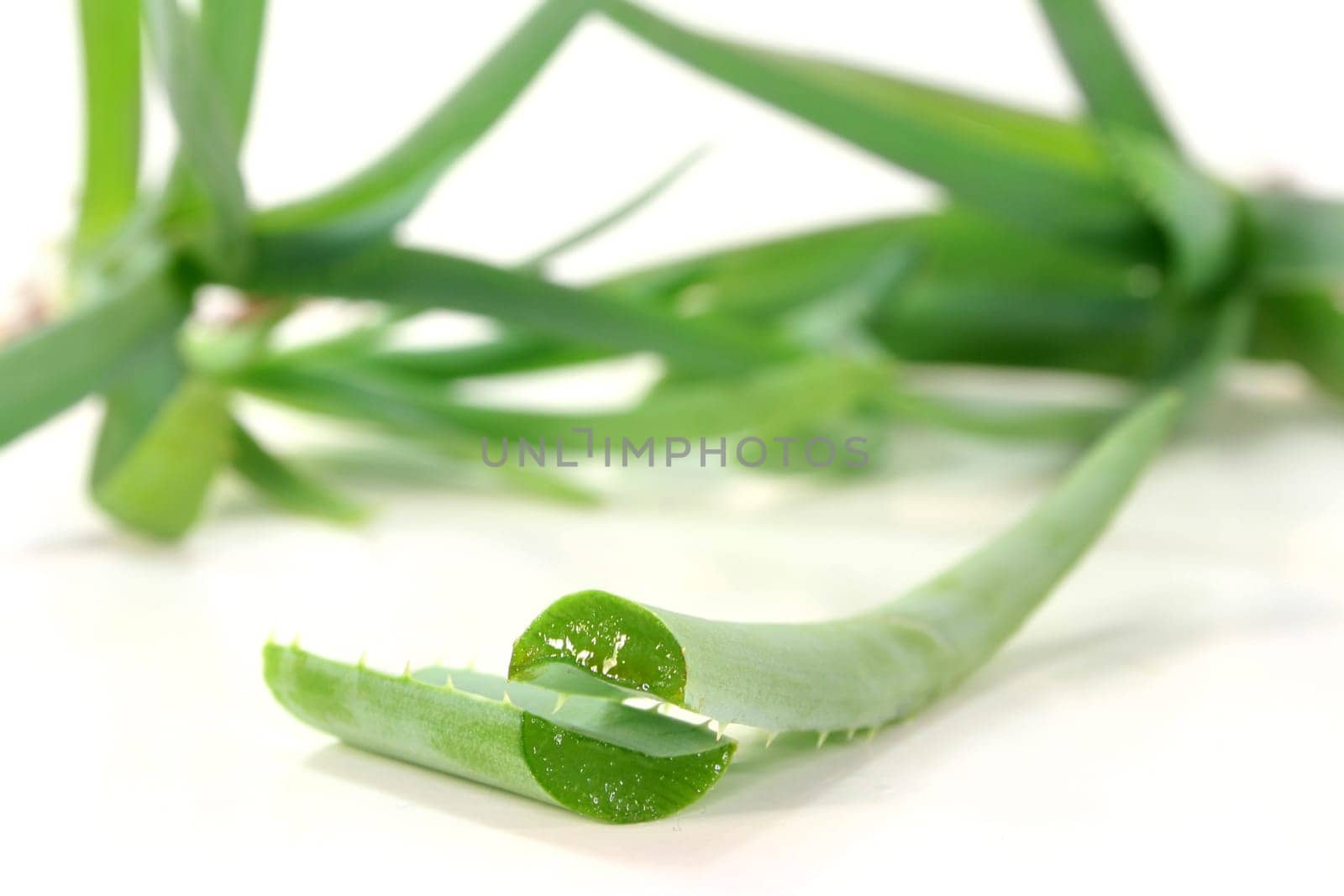 a cut aloe against a white background