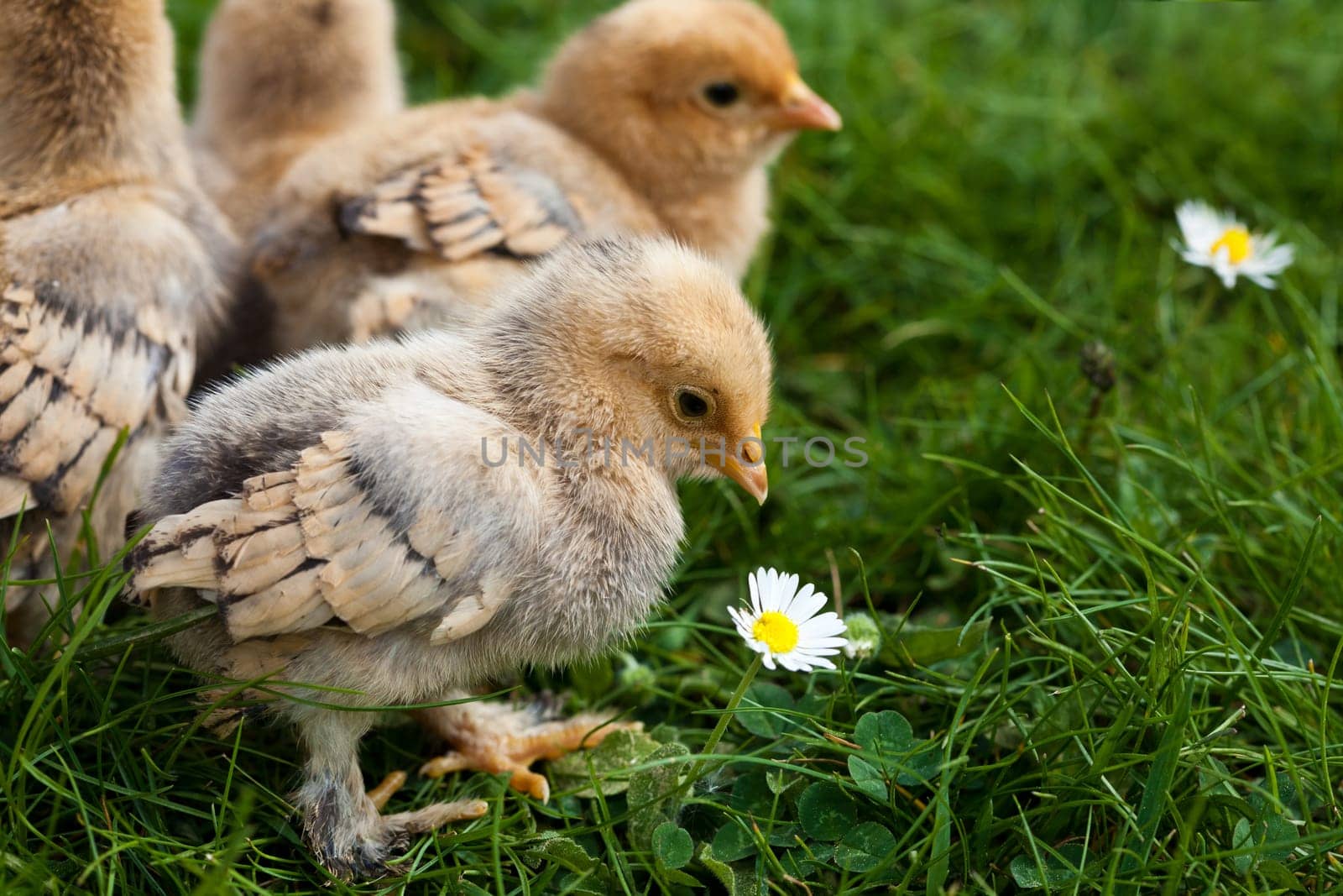 Chick......
