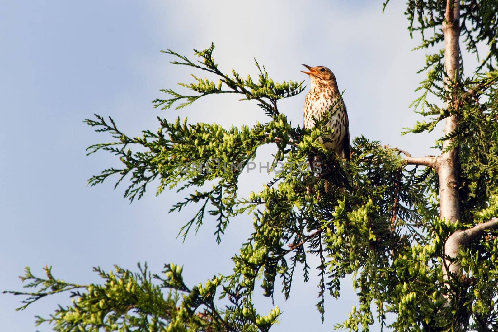 Song Thrush orTurdus philomelos loudly singing high in a tree