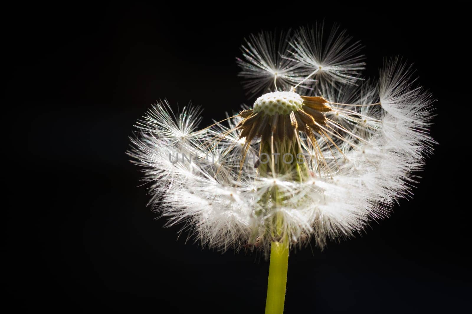 Fluffy dandelion seed in backlight with black background