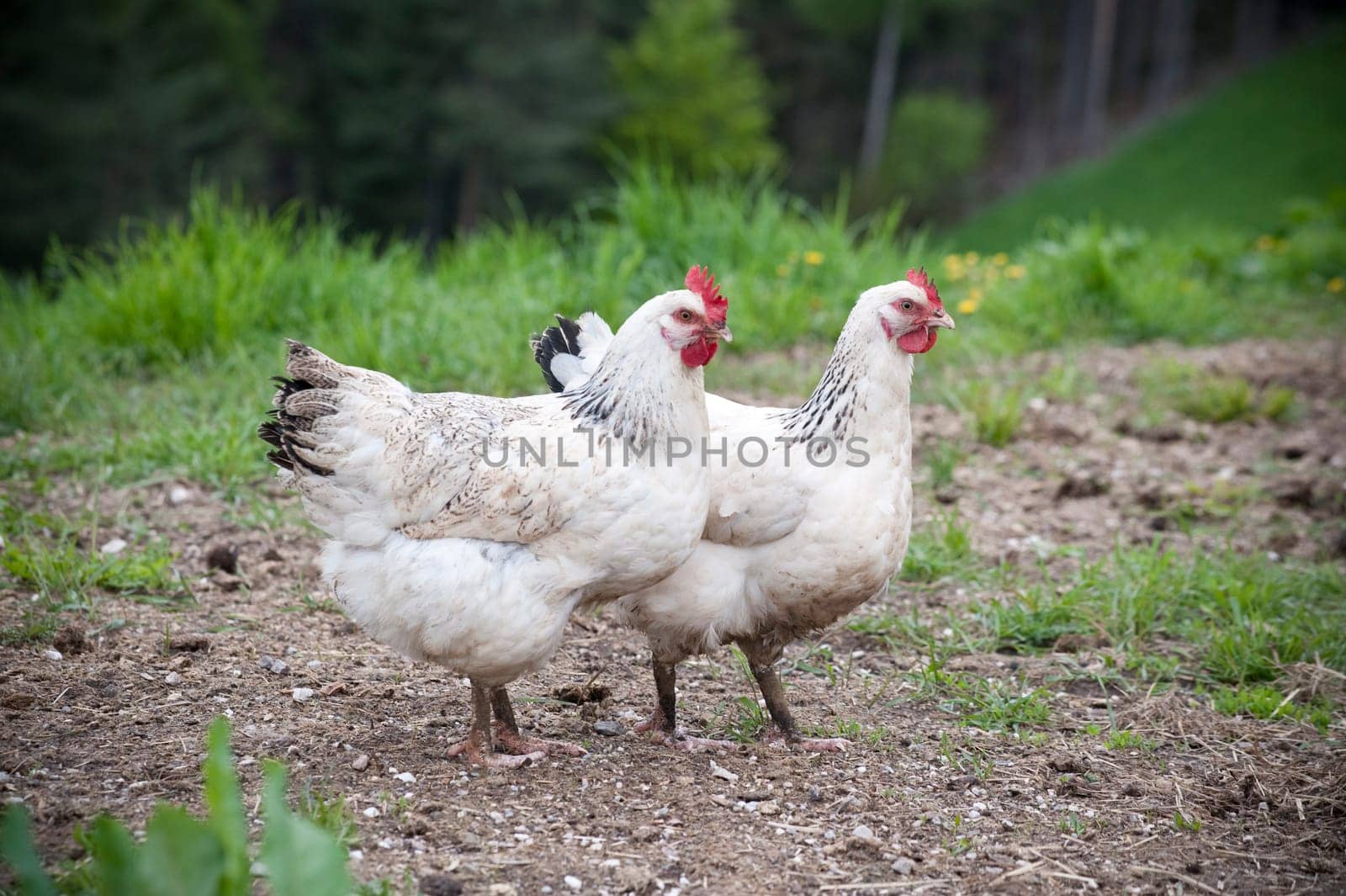 Two white Chicken standing in the grass