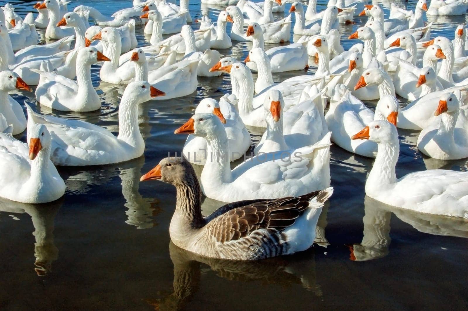 Group of swimming white geese with one brown