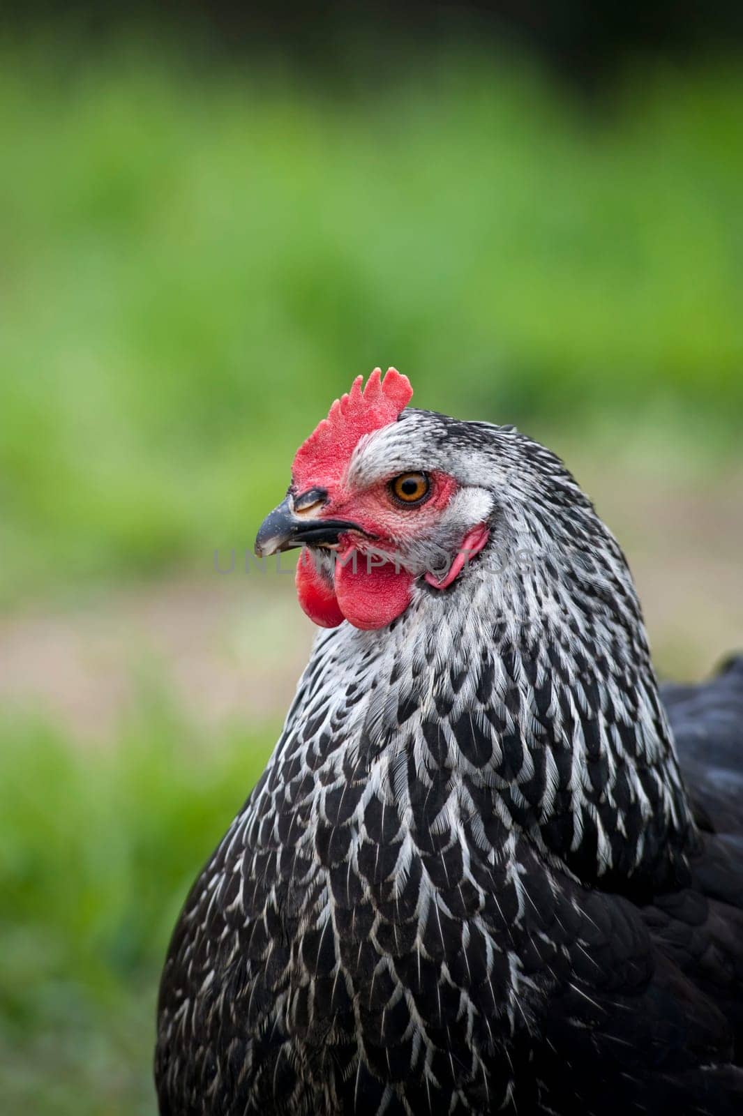 Close up of a black chicken