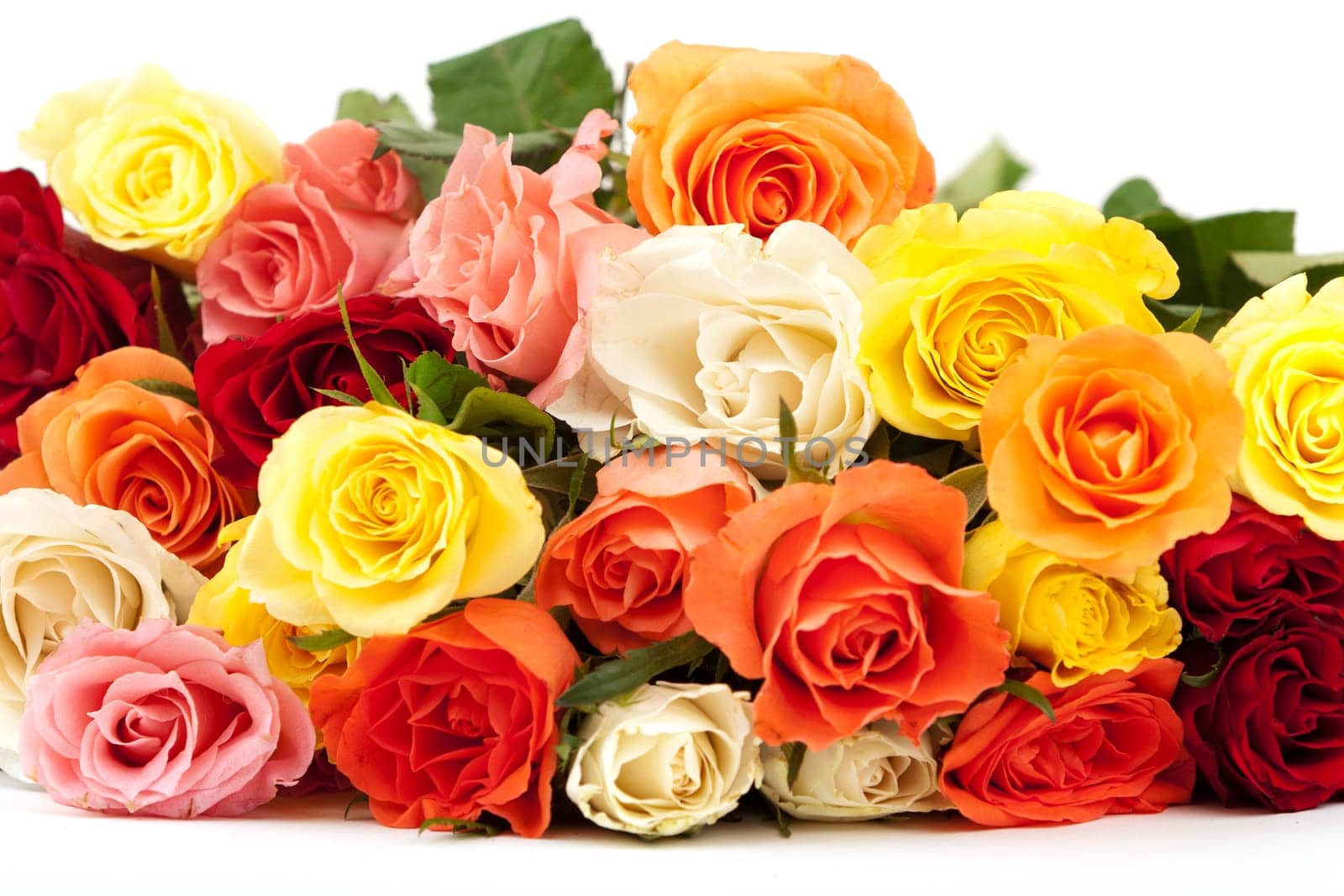 Roses,popular gifts for every occasion