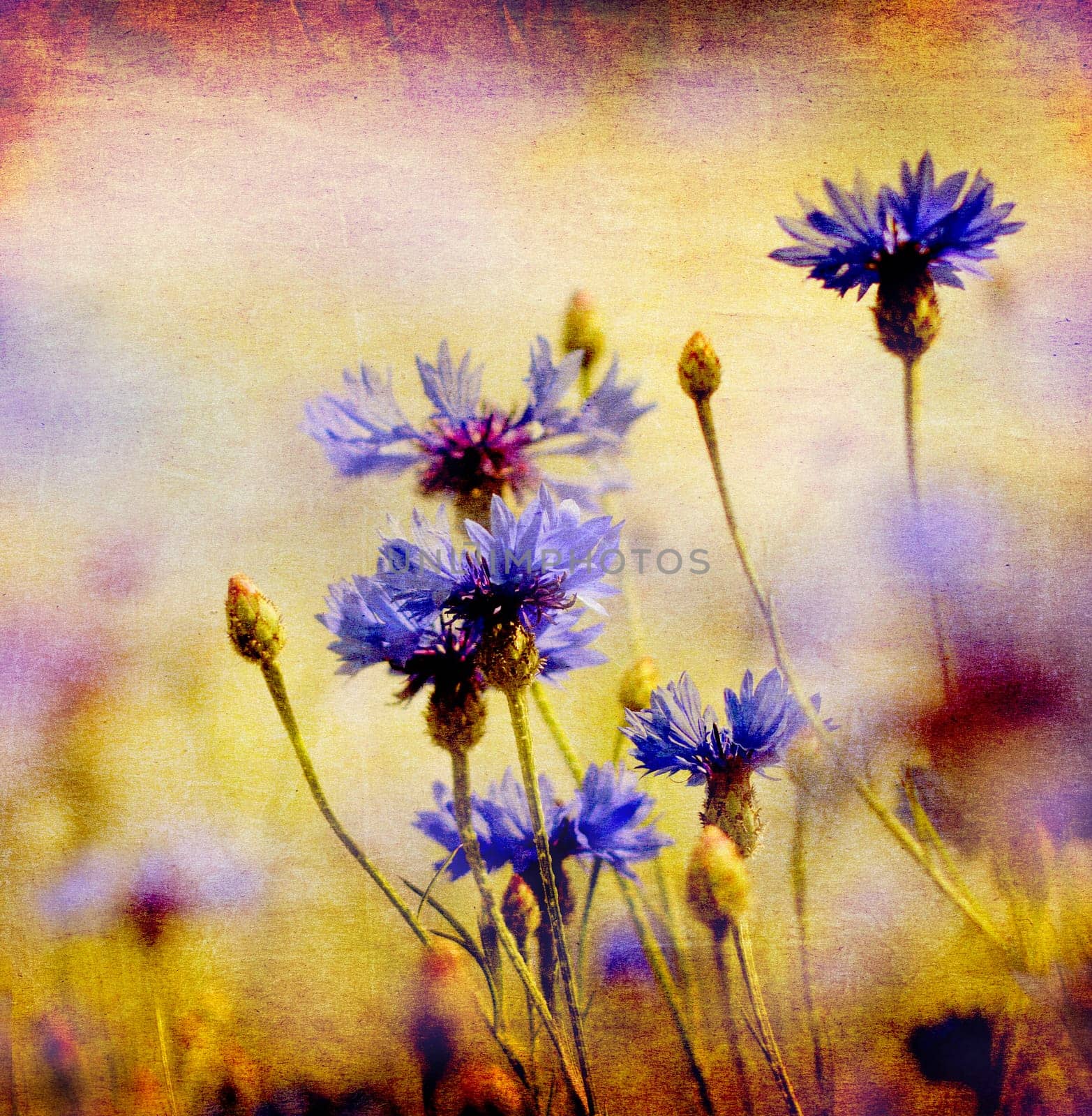 Cornflowers,buds and blossoms,Centaurea,nostalgic