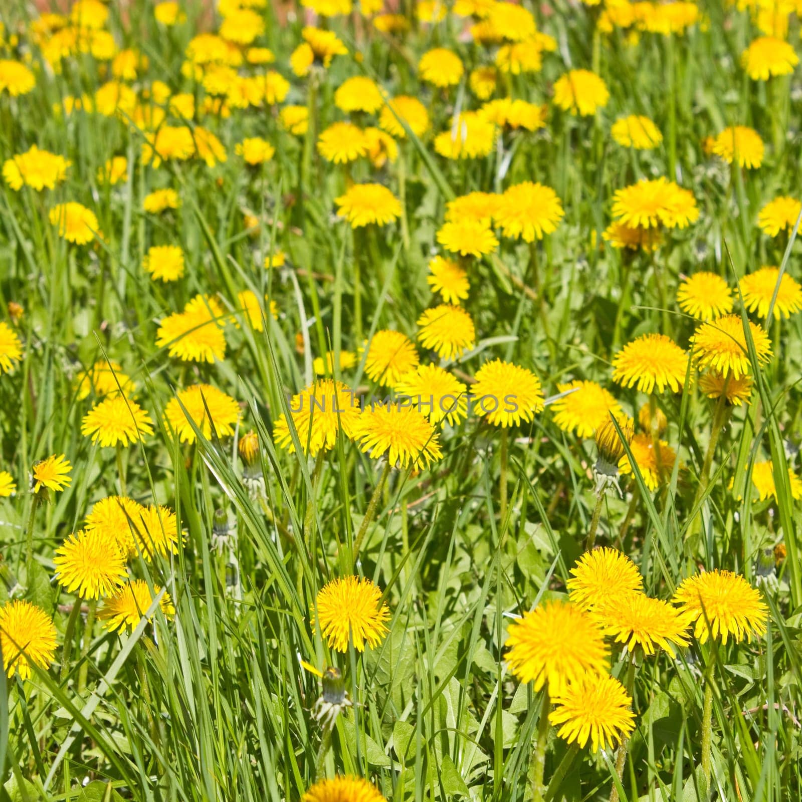 Dandelions in a meadow