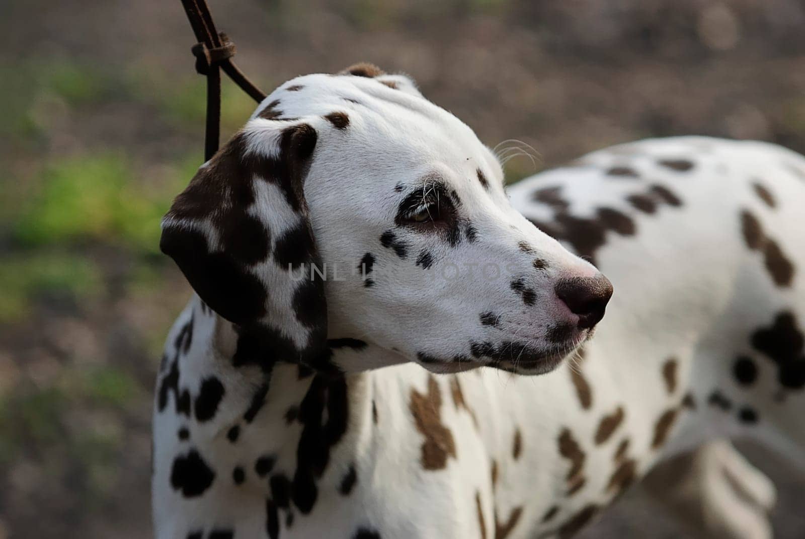 Dalmatian