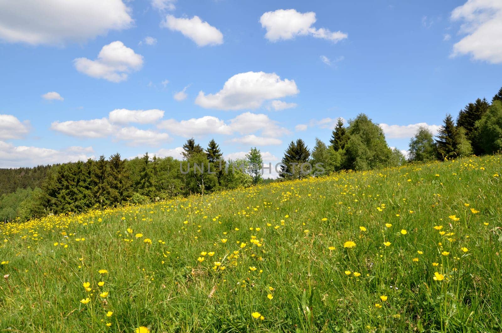 Landscape,Flower Meadow,Clouds,Sky