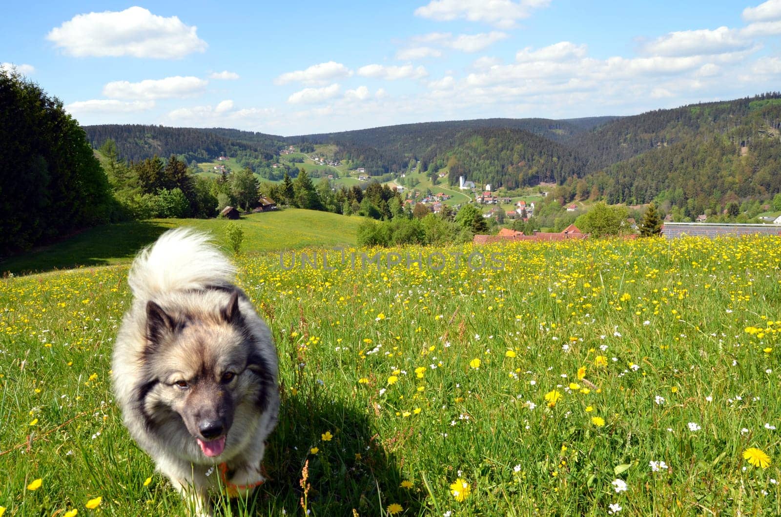 Dog Meadow Spring Landscape