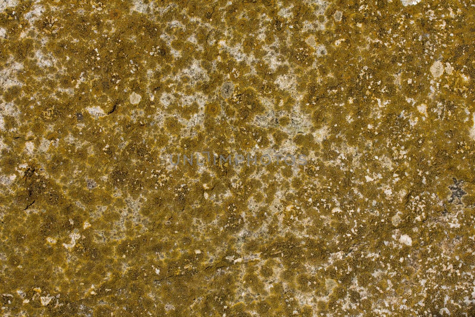 Lichen and moss on a concrete surface for use as a background