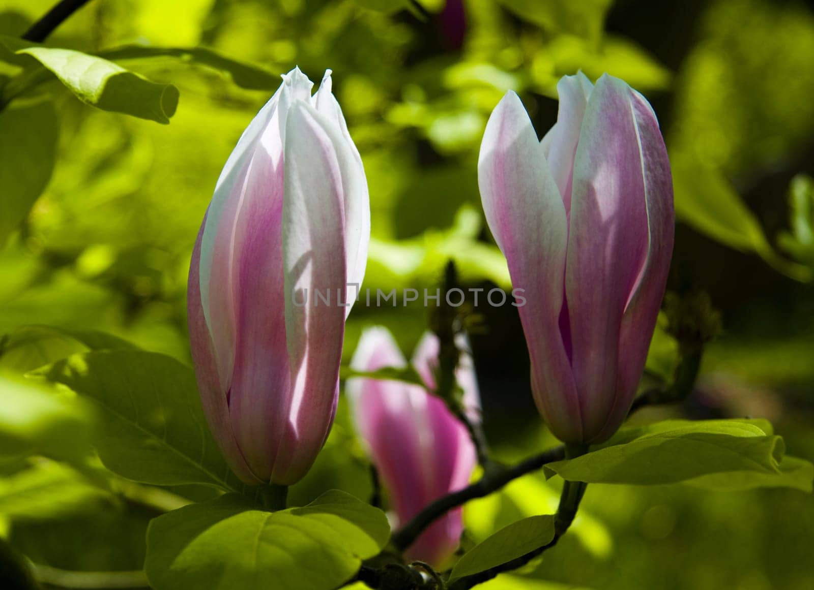 Majestic pink magnolia blossom on a green background