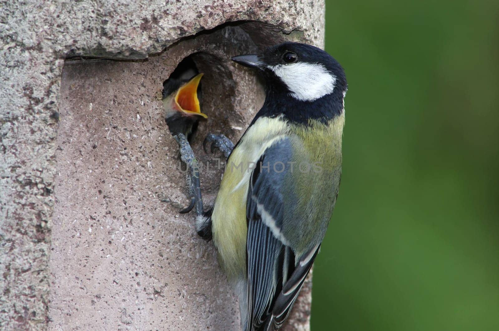 Great with young bird