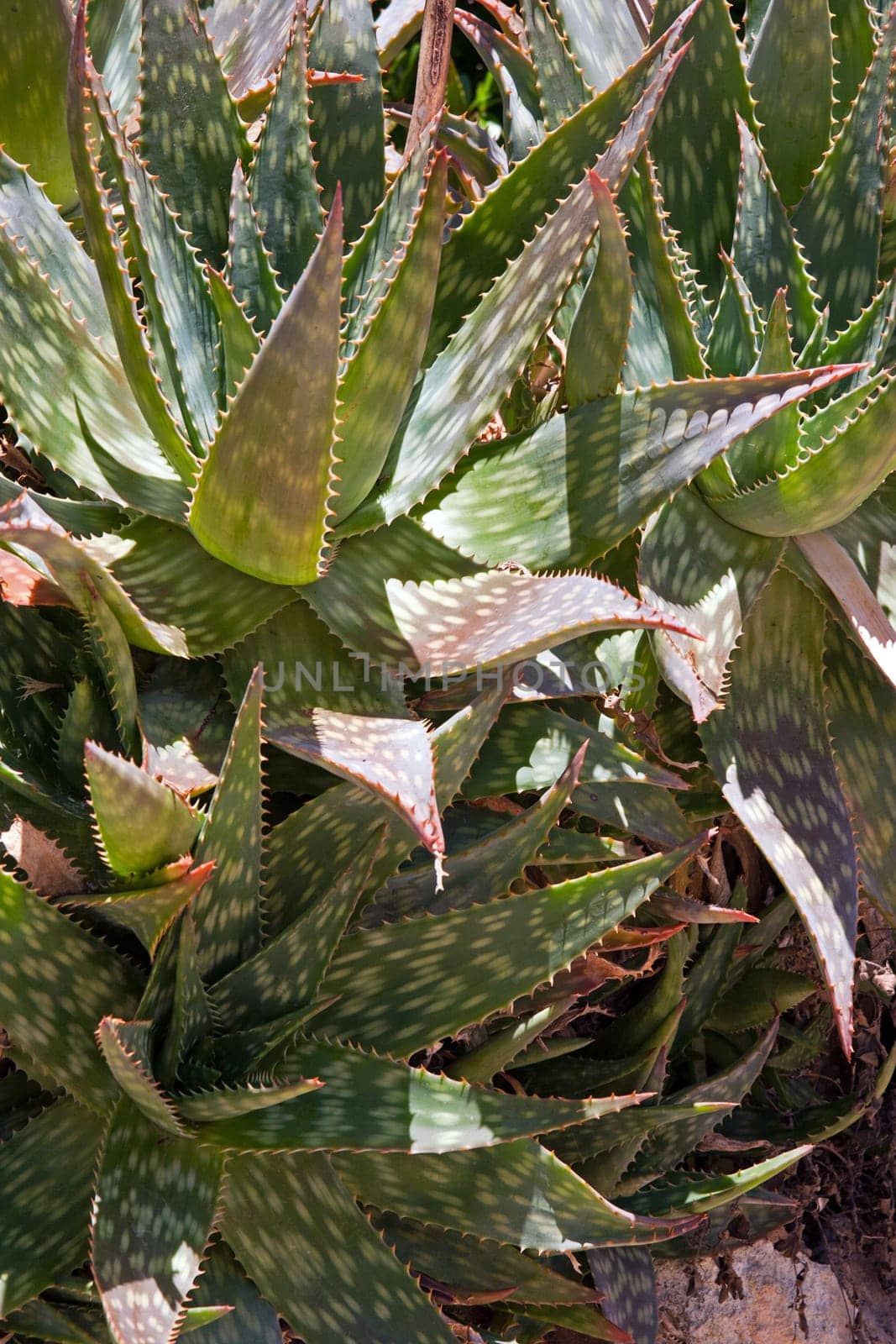 Agave
