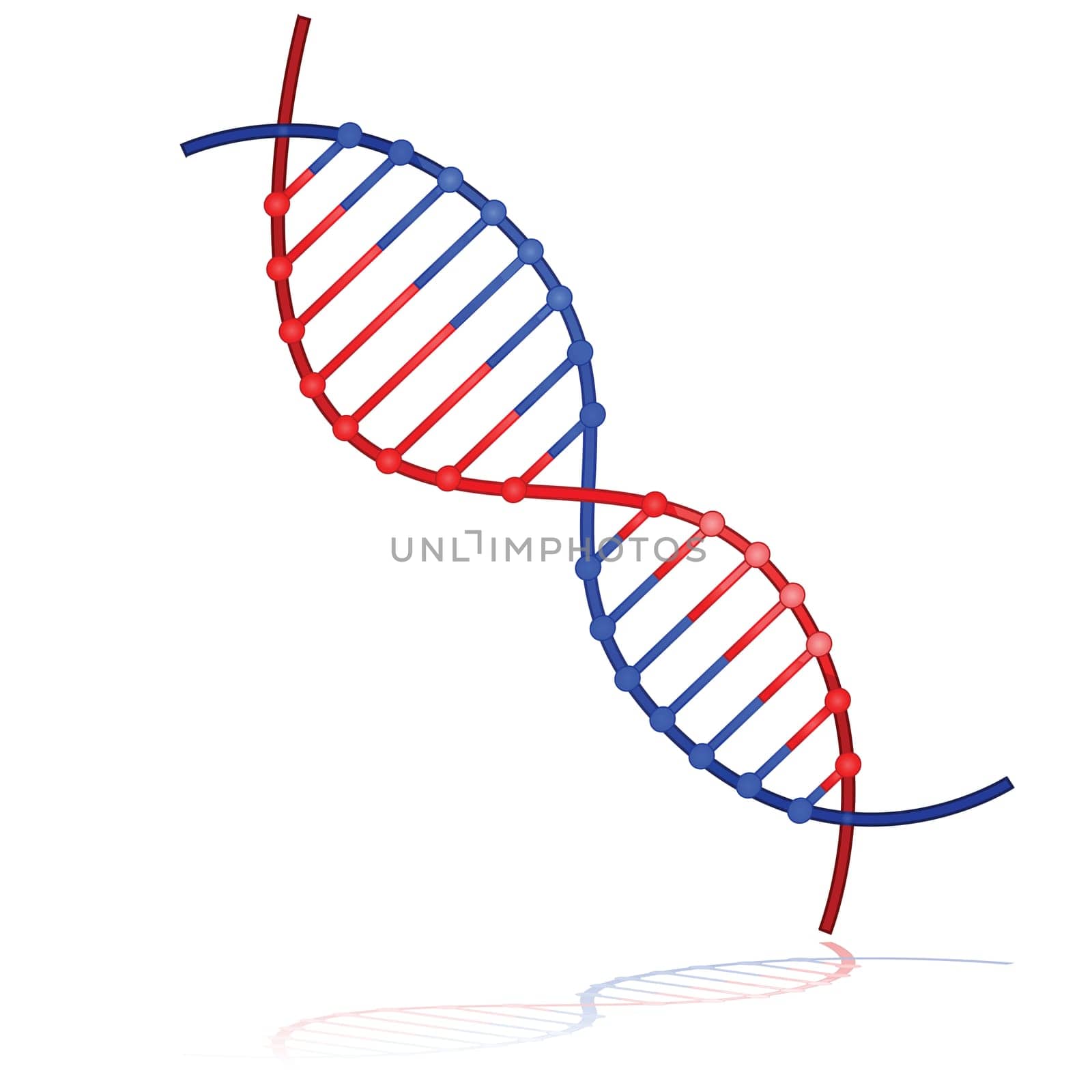 Glossy illustration showing a DNA strand reflected on a white background