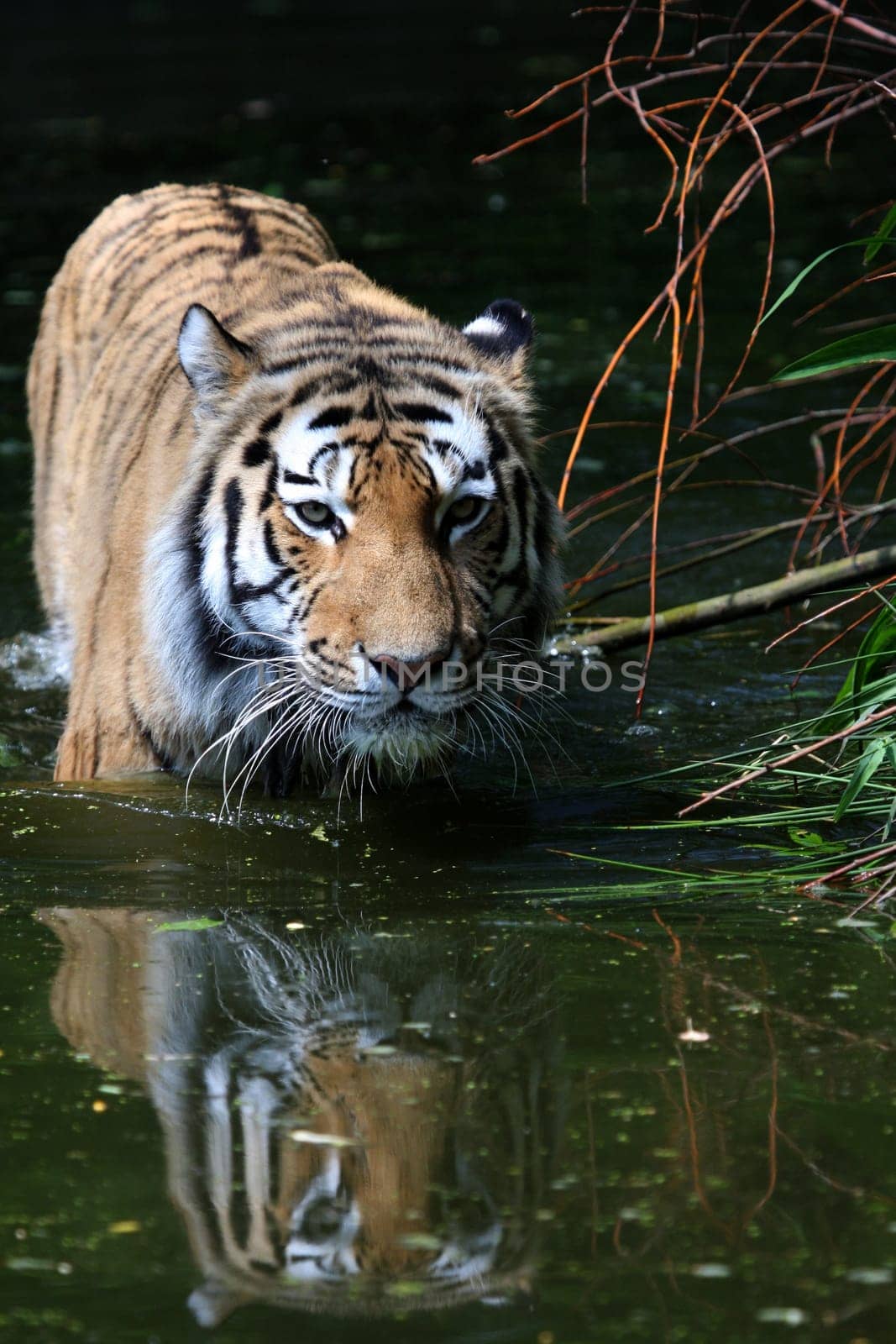 Sumatran tiger
