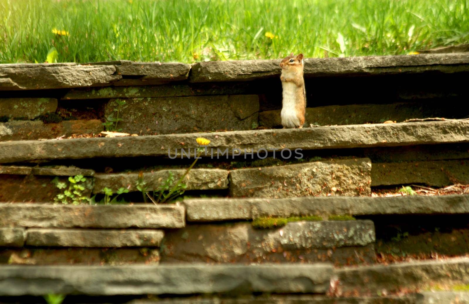 A Chipmunk on a stone staircase