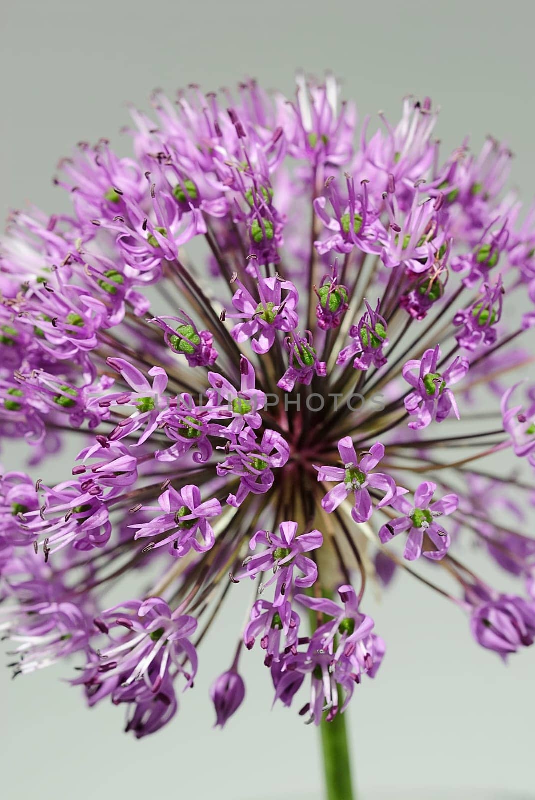 Allium