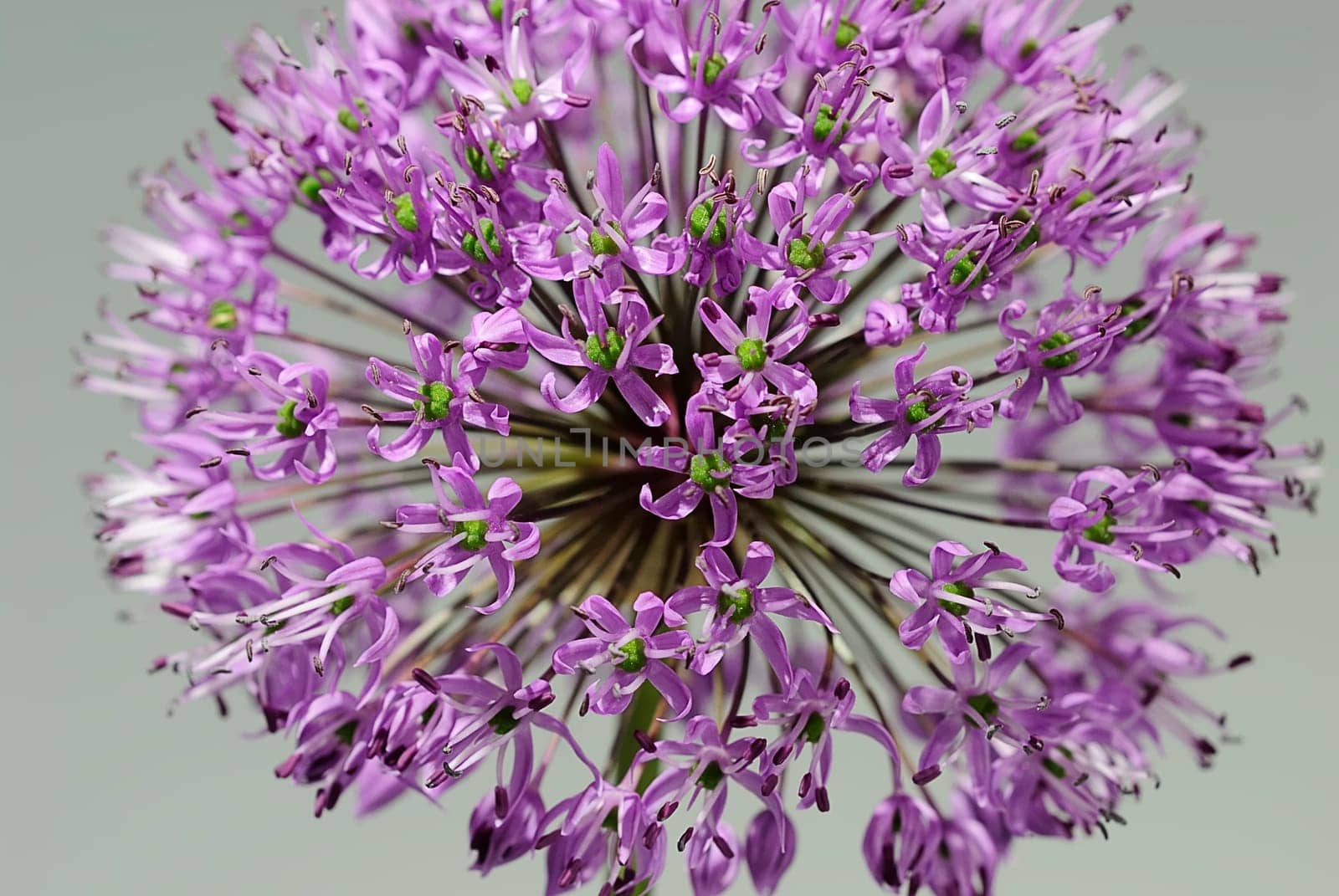 Allium