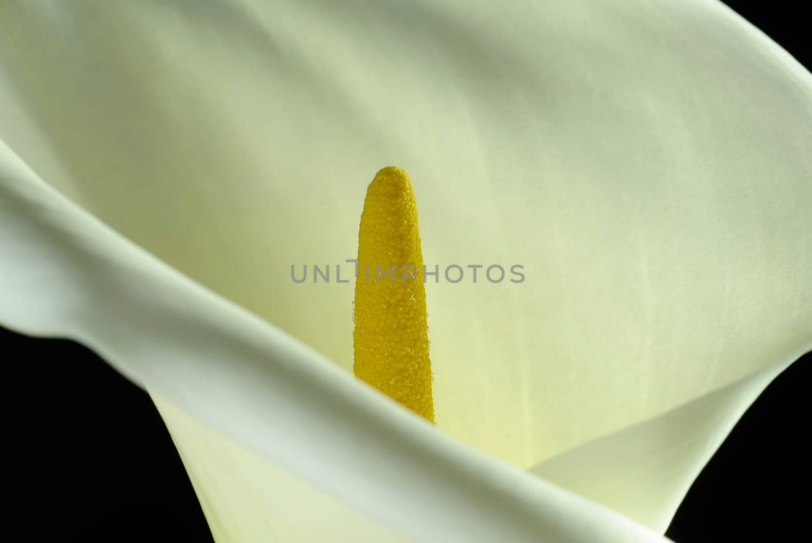 calla