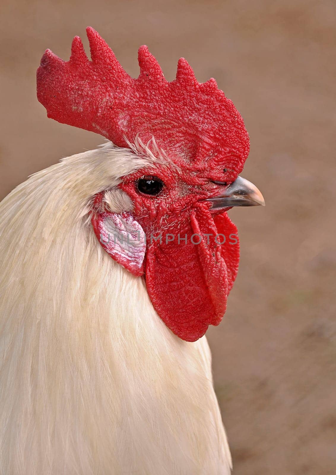 white rooster