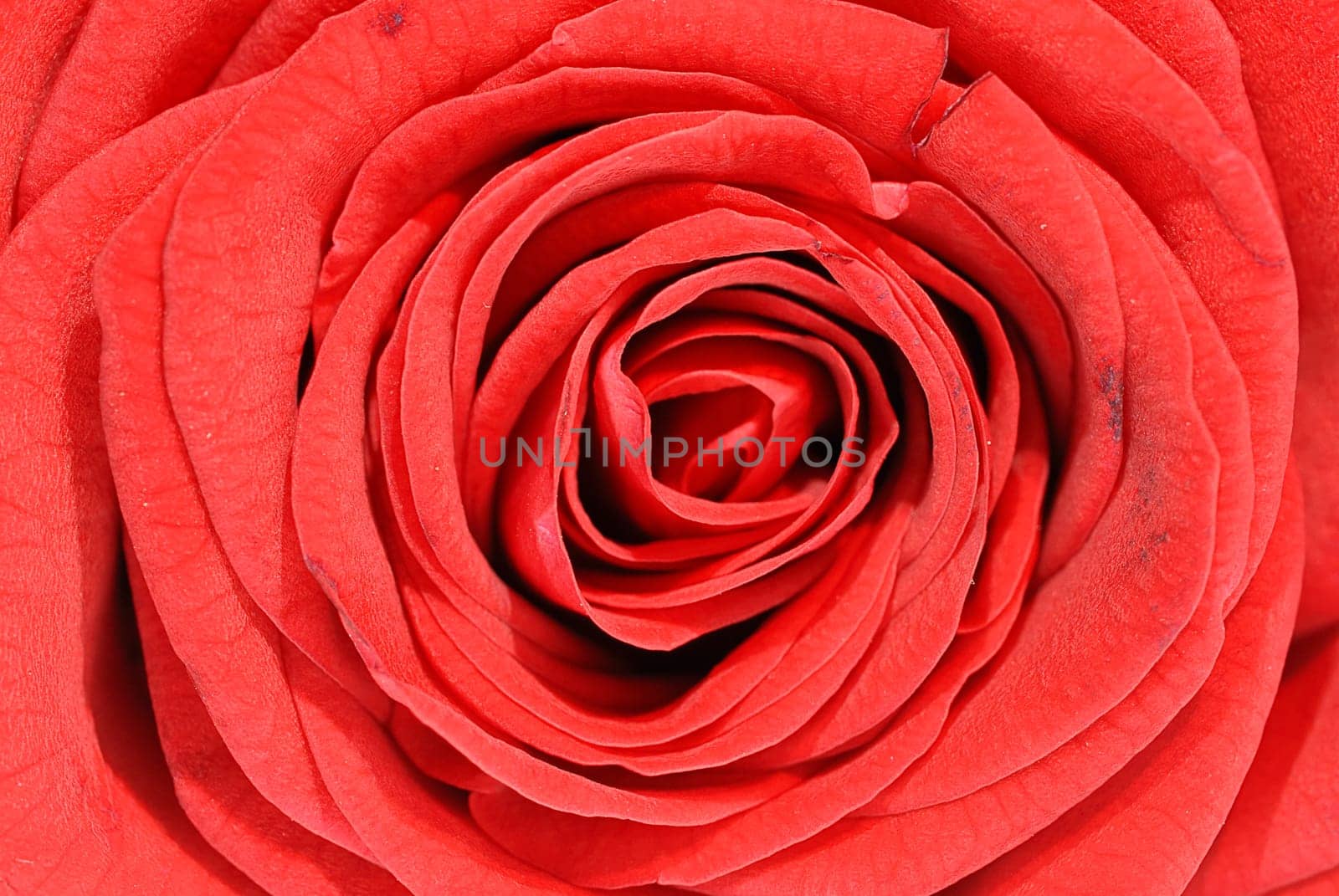 rose without hip without rosehip