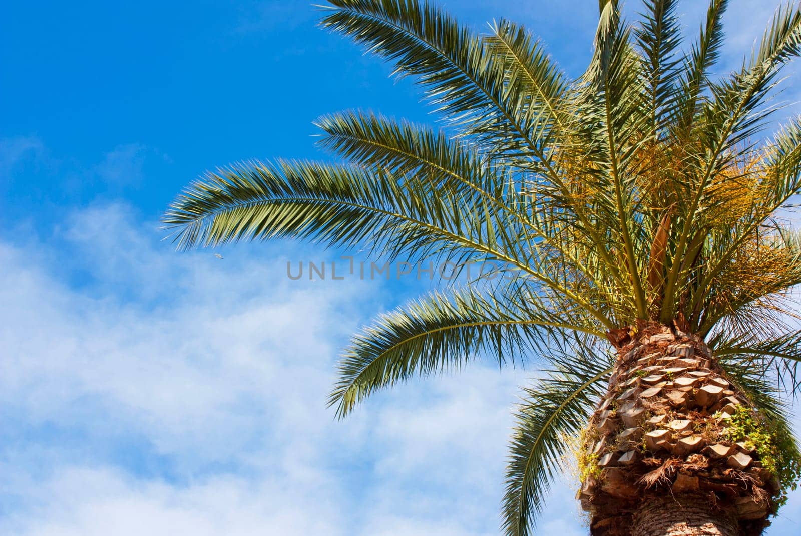 Palm from the Capri Island in Naples bay