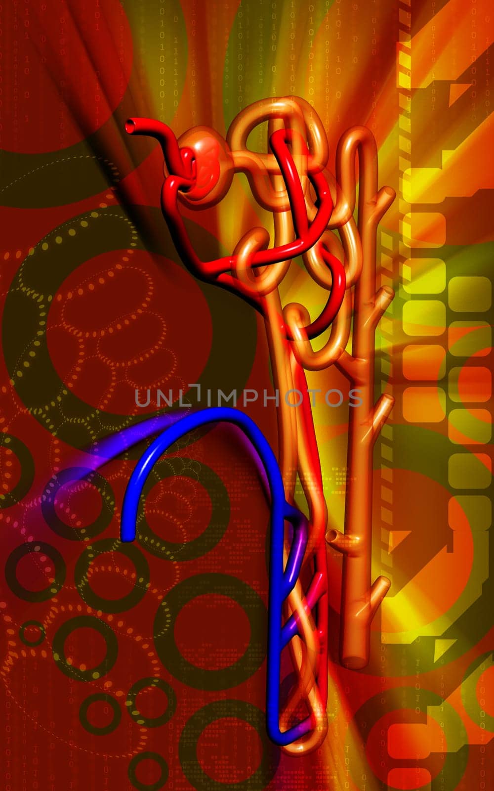 Digital illustration of nephron in colour background
