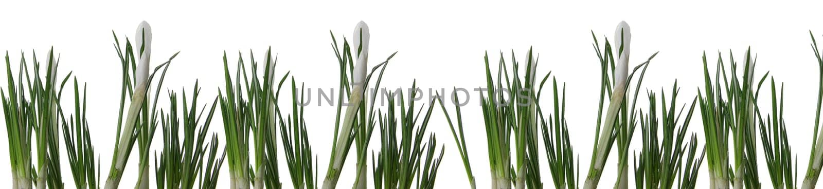 Beautiful white crocus on a white background