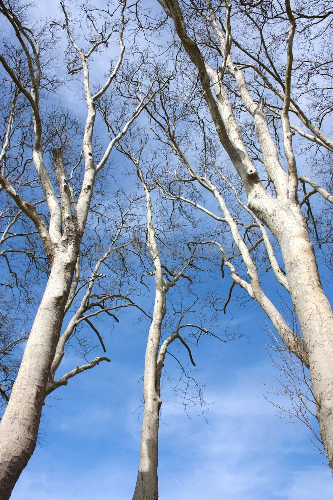 Trees cropped on nice blue sky in spring