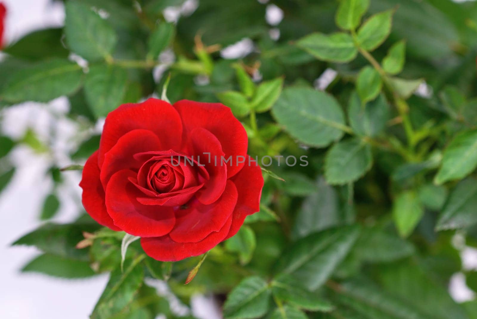 Photo of bright red rose