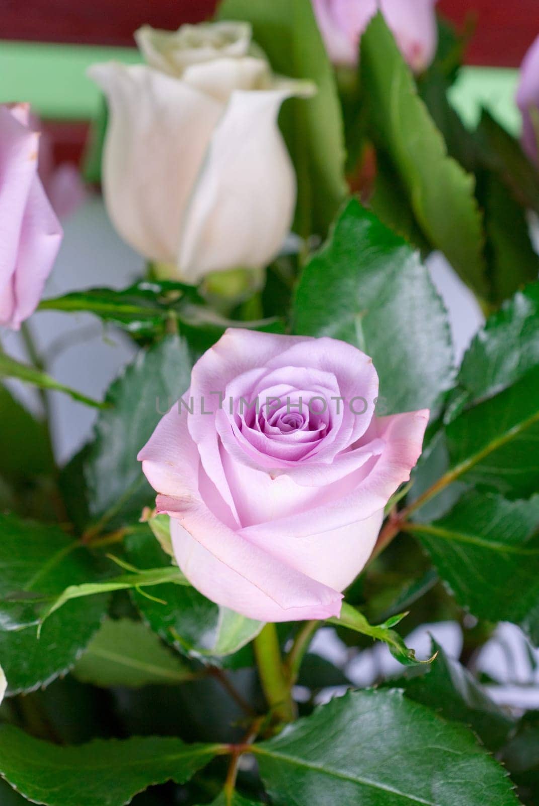 Photo of bright pink roses