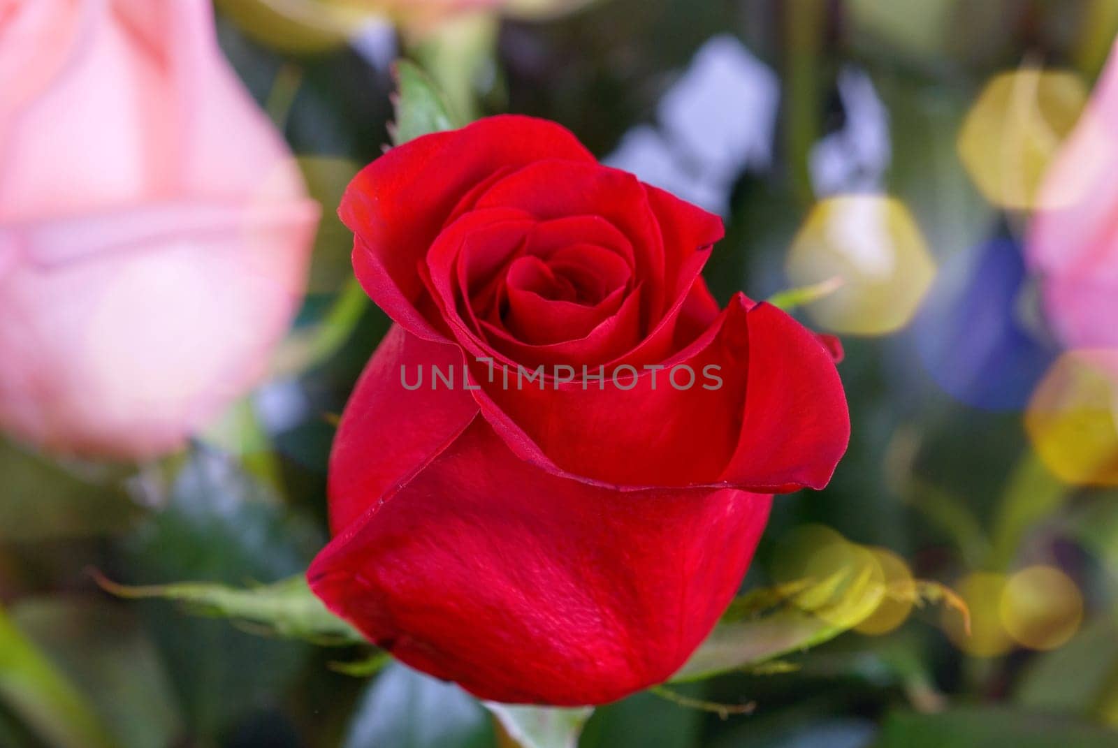 Photo of bright red roses
