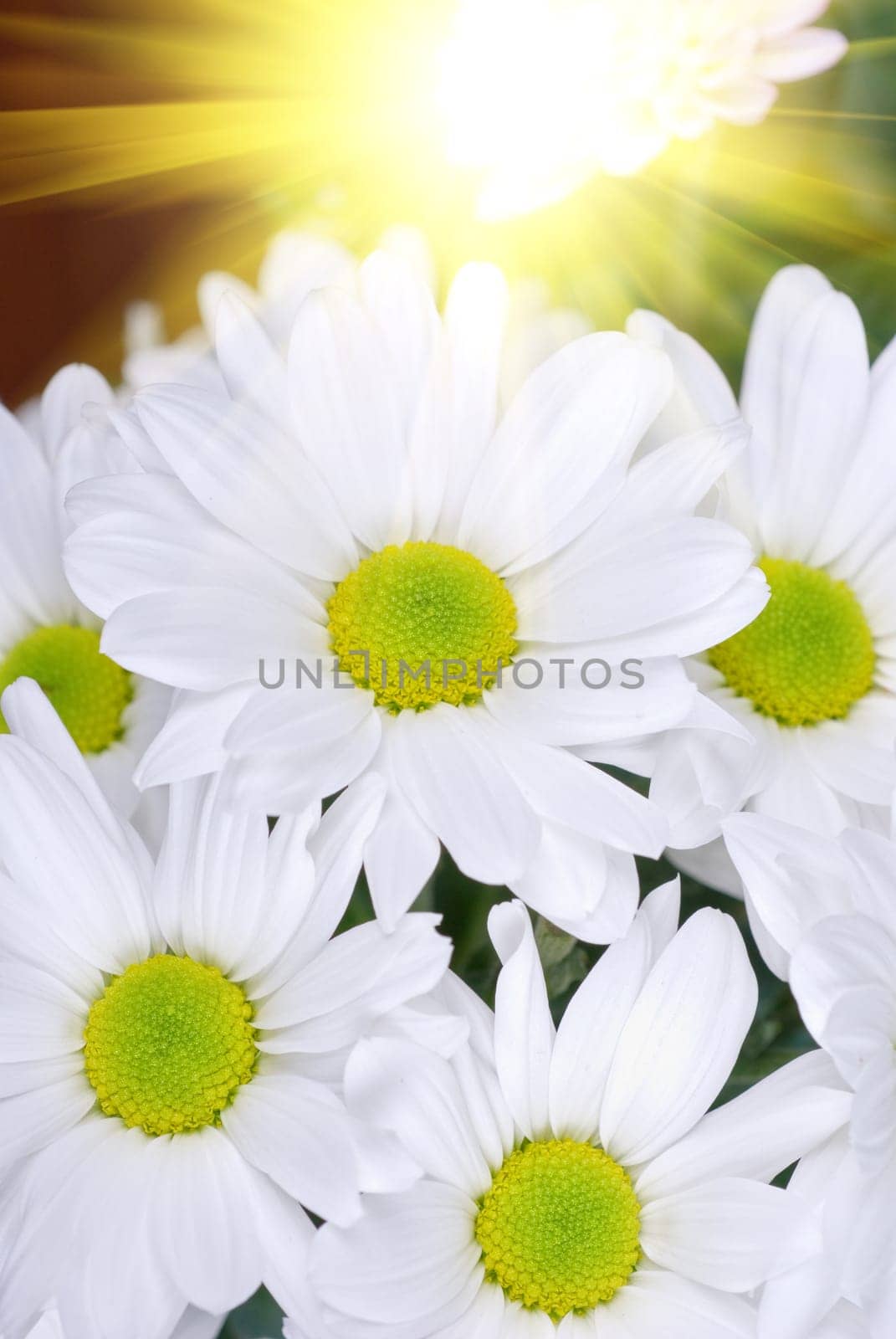 beauty white chrysanthemums flowers close up