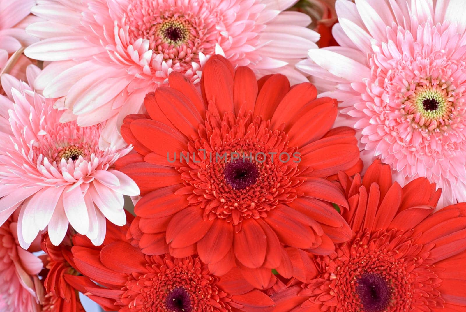 gerbera flowers, close up