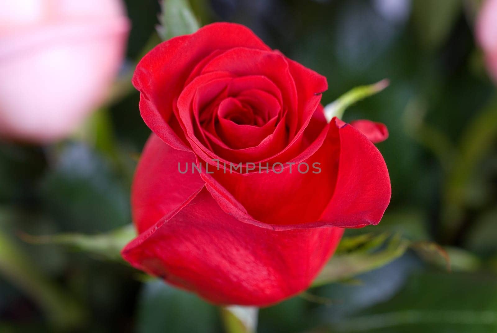 Photo of bright red roses