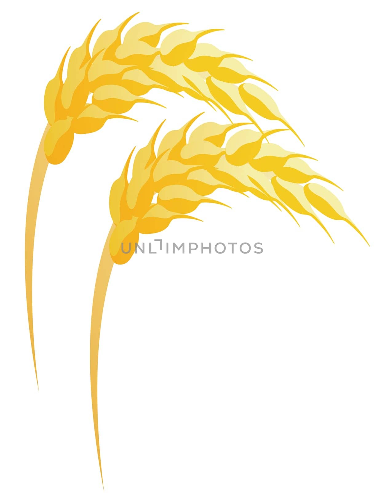 Two gold wheats  in a white background