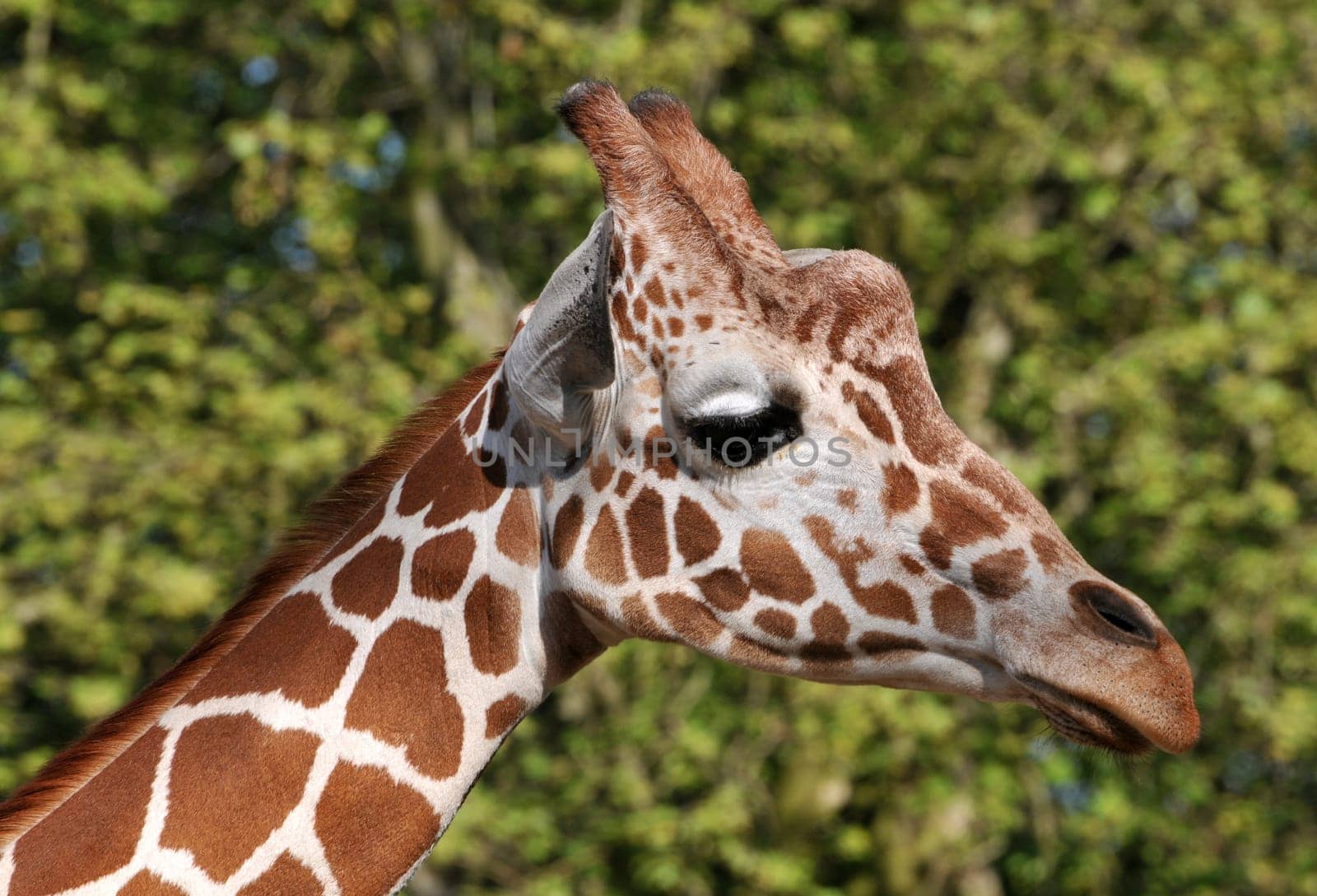 Giraffe Head