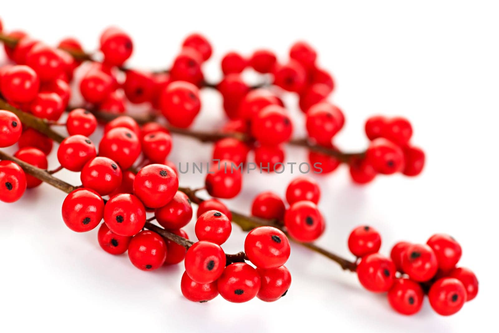 Winterberry Christmas branches with red holly berries