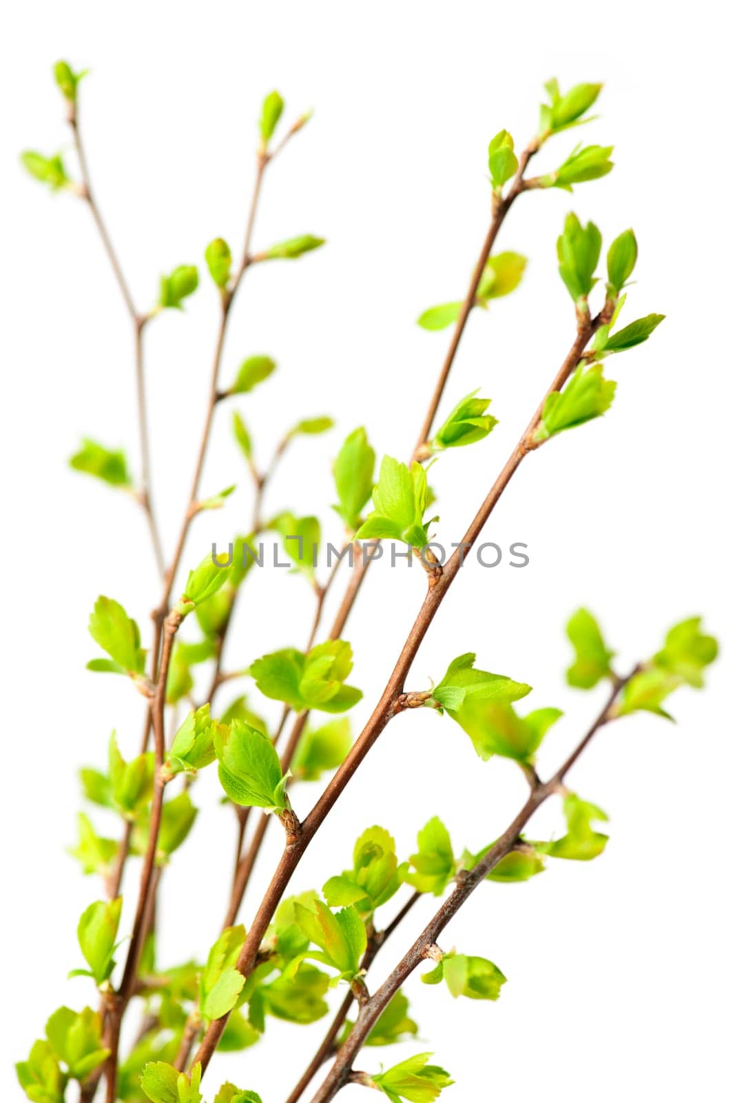 Branches with young green spring leaves budding isolated on white