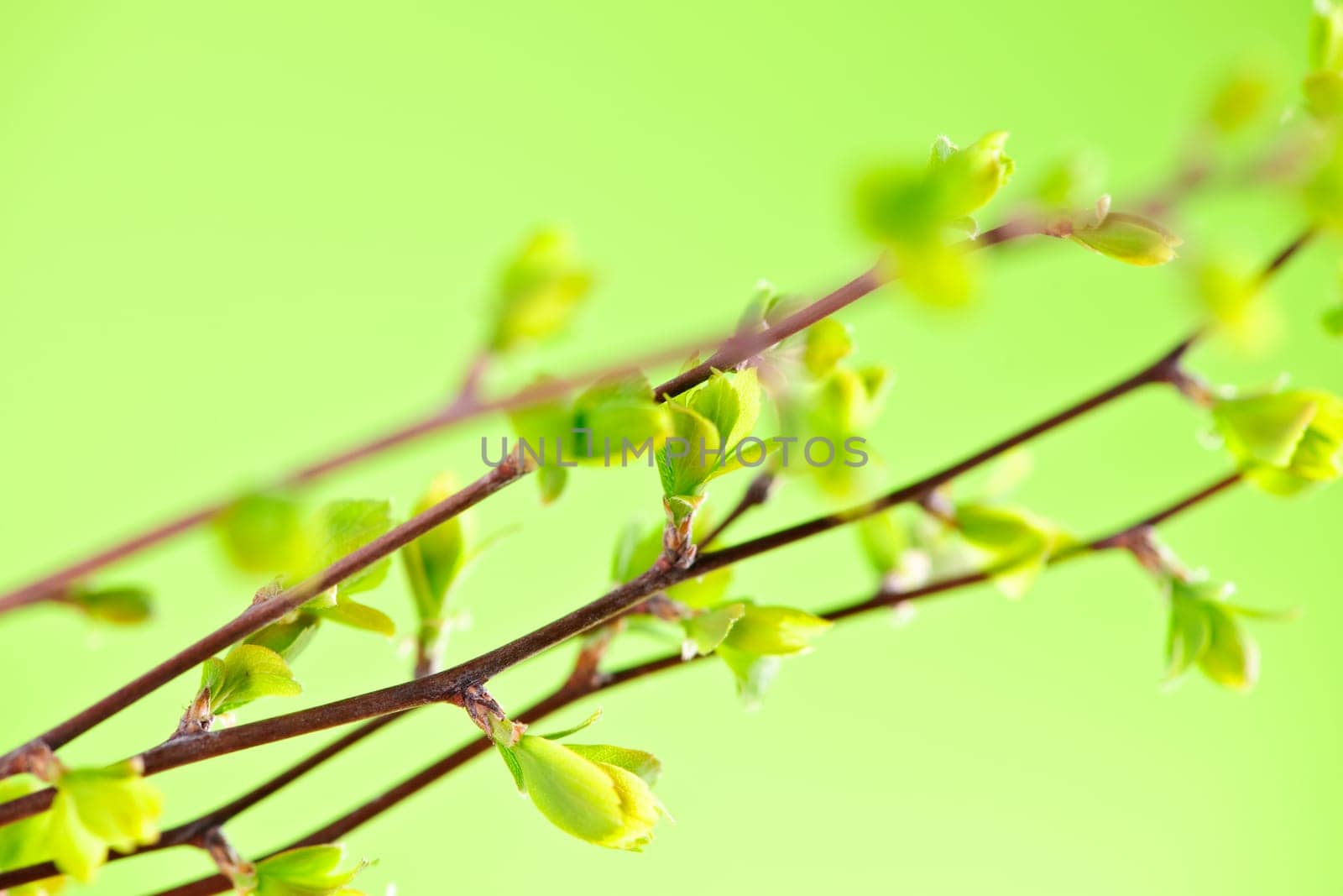 Branches with young spring leaves budding on green background