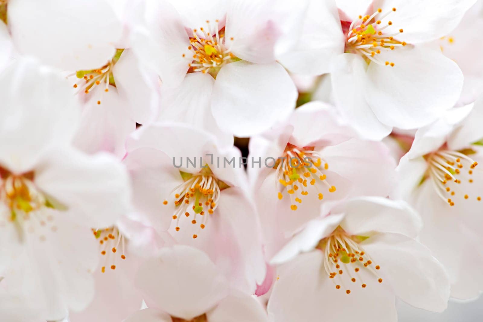 Delicate apple tree blossoms in spring close up