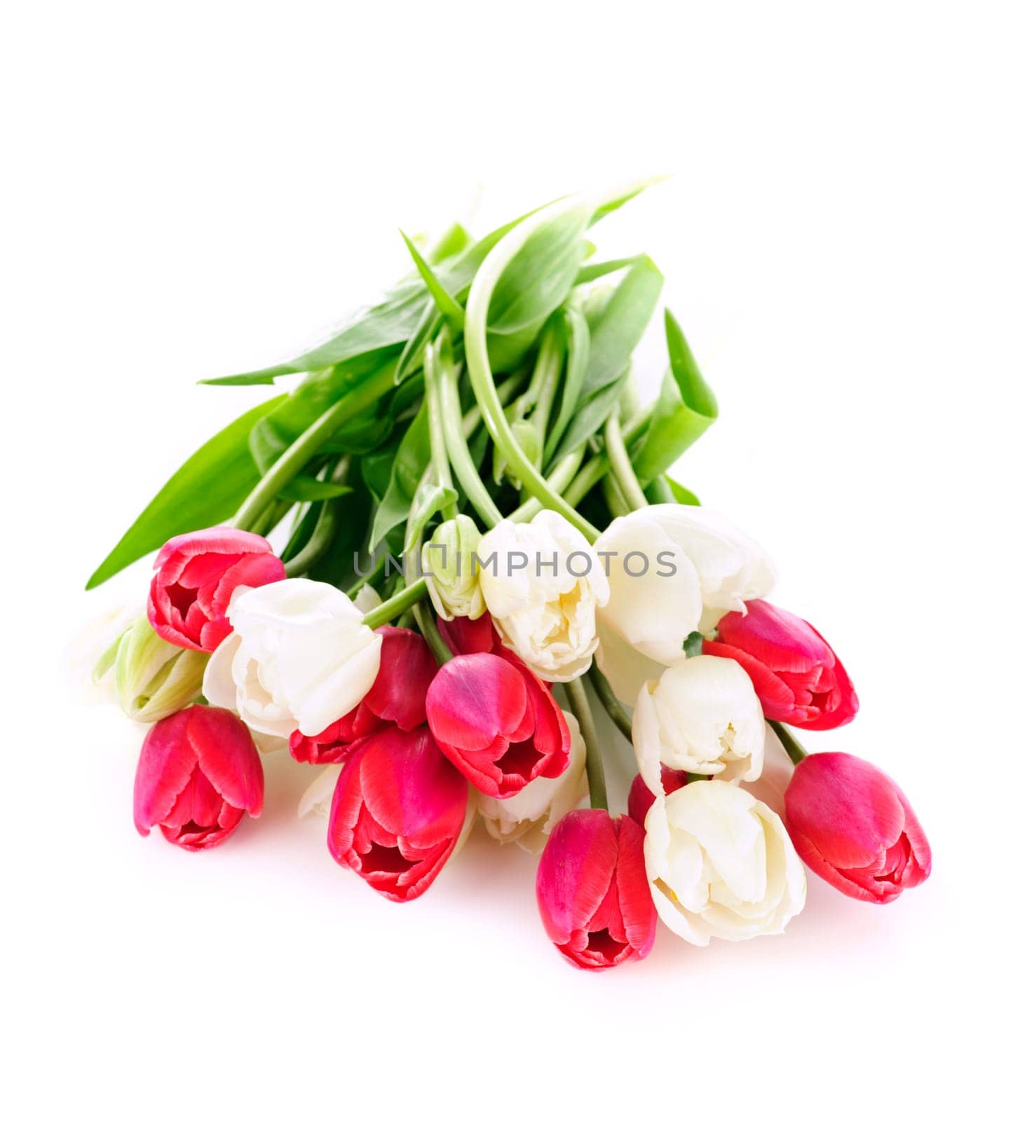Bouquet of red and white tulips isolated on white background